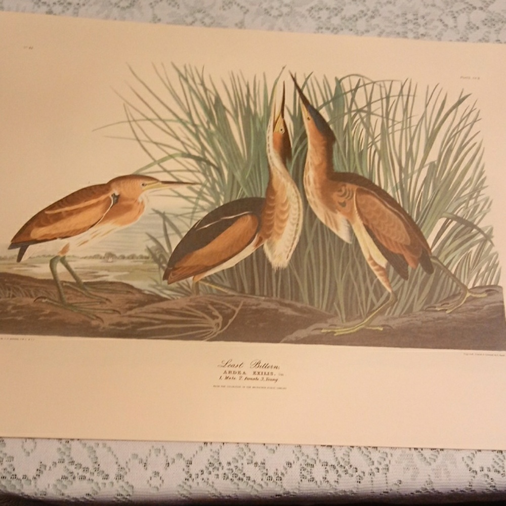 John Audubon print